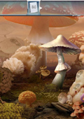 蘑菇时代