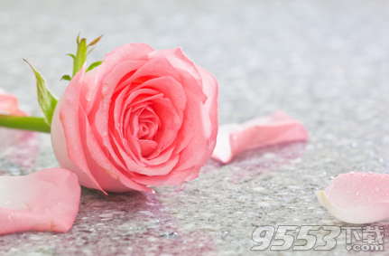 16年5月14日为什么是玫瑰情人节 玫瑰情人节的由来 9553资讯