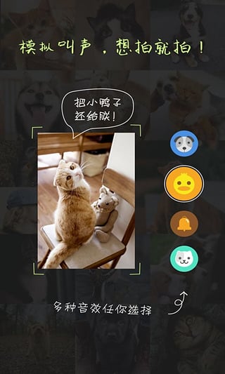 萌寵相機(jī)安卓版截圖3