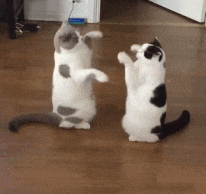 两只小猫拍拍手动态表情包