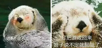 水獺文字表情包