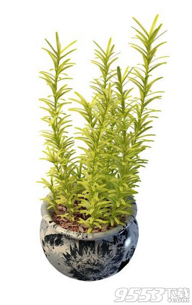 室外观叶植物盆景3d模型