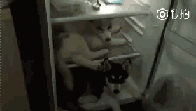 冰箱开久了会长狗搞笑表情包
