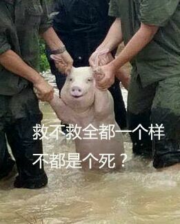 从台风中抢救出来的猪表情包合集