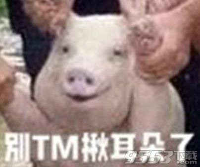 2017最新网红小猪表情包 网红小猪图片大全下载