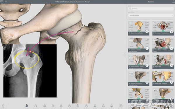 Complete Anatomy 2018 Mac中文破解版