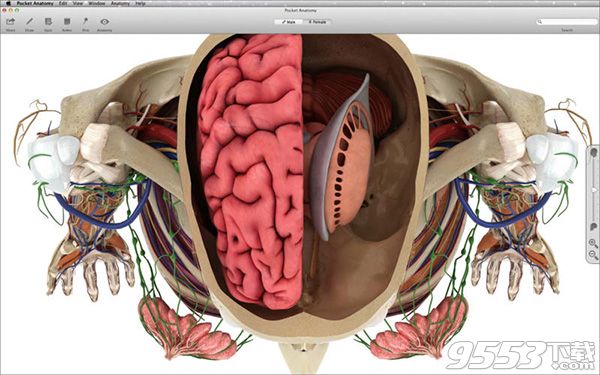 Pocket Anatomy Mac版