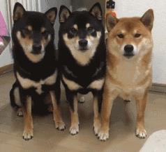 三只柴犬出列表情包gif 高清完整版