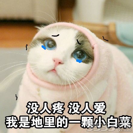 做一个富婆猫咪表情图片下载|没人疼没人爱我是地里的