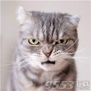 抖音社会猫表情包大全分享 抖音社会猫表情包最新下载地址
