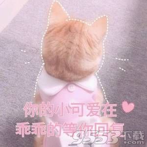 偷看小哥哥猫咪表情包