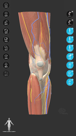 维萨里3D解剖ios版下载-维萨里3D解剖教学苹果版下载v2.4.0.0图6