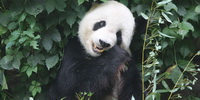 能认大熊猫脸的app专题