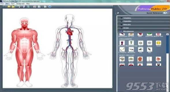 Pathway Builder Tool(信号通路作图软件) v2.0绿色版