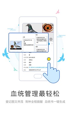 爱鸽者最新版截图3