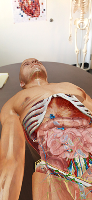 人体解剖学图谱2020最新版