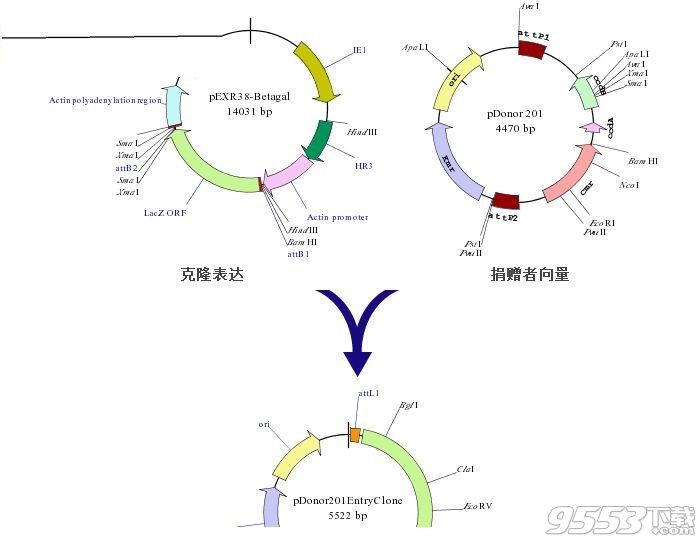 SimVector(质粒图绘制)