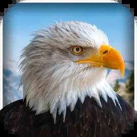 宠物美国鹰生活模拟3D中文版
