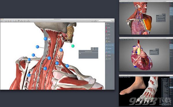 Essential Anatomy 5 Mac版