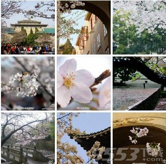 武大樱花什么时候开放？2017武汉大学樱花观赏时间表