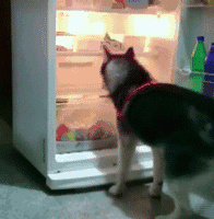 冰箱开久了会长狗是什么意思 冰箱开久了会长狗是什么梗