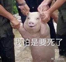 从台风中抢救出来的猪表情包合集