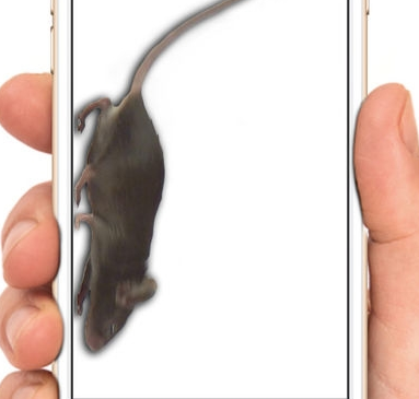 手机屏幕养老鼠软件免费版app截图2