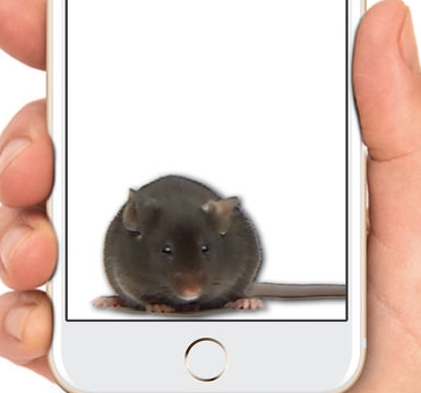 手机屏幕养老鼠apk手机版下载-手机屏幕养老鼠软件免费版app下载v1.0图1