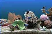 梦幻热带鱼水族箱3D屏保(Marine Aquarium) v3.3.6041中文破解版