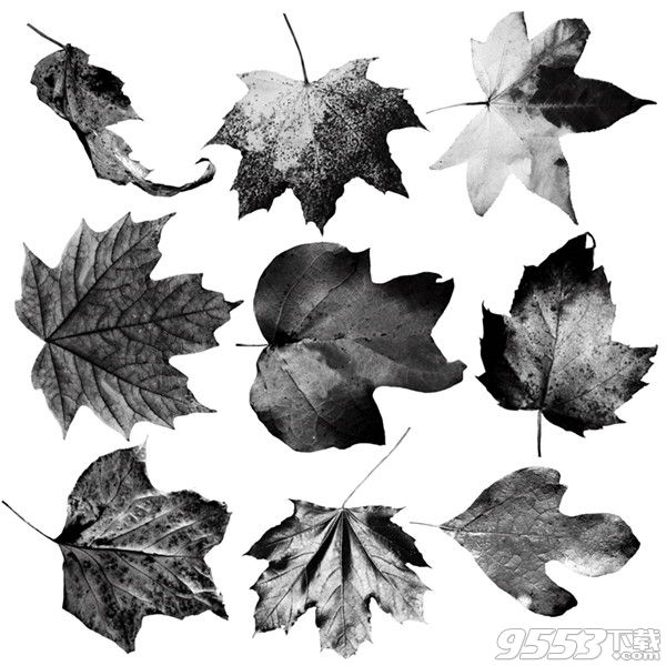 秋天落叶枫叶图像素材笔刷