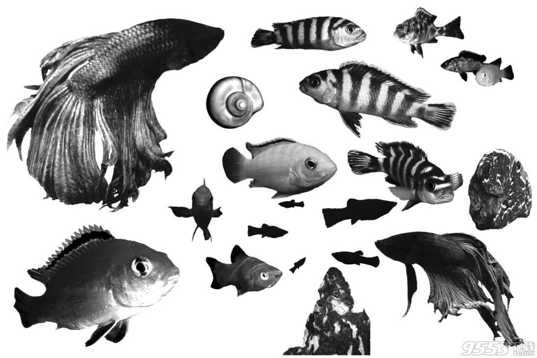 金鱼、海洋生物、小丑鱼、鱼PS笔刷
